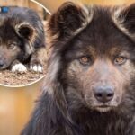 El Wolfdog es un hìbrido entre lobo y perro, por eso su apariencia es muy similar