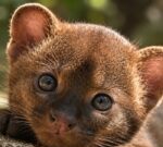 Parece un gato pero es uno de los felinos màs complejos de encontrar: el Jaguarundì