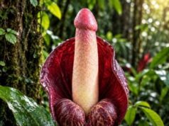 Se descubriò una nueva planta singular, que todavìa no tiene nombre
