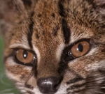 Descubren una nueva especie de pequeño felino salvaje en Bolivia