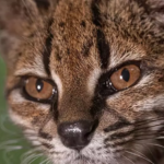 Descubren una nueva especie de pequeño felino salvaje en Bolivia