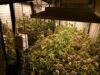 Hallaron 52 plantas de marihuana durante un allanamiento en Parque Chacabuco