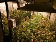 Hallaron 52 plantas de marihuana durante un allanamiento en Parque Chacabuco
