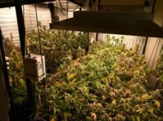 Hallaron 52 plantas de marihuana durante un allanamiento en Parque Chacabuco