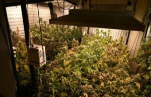 Hallaron 52 plantas de marihuana durante un allanamiento en Parque Chacabuco