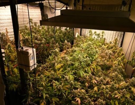 Hallaron 52 plantas de marihuana durante un allanamiento en Parque Chacabuco