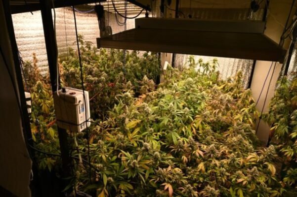 Hallaron-52-plantas-de-marihuana-durante-un-allanamiento-en-Parque-Chacabuco-scaled-1