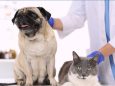La Ciudad impulsa una ley para identificar a perros y gatos