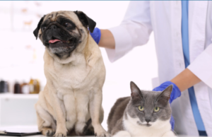 La Ciudad impulsa una ley para identificar a perros y gatos