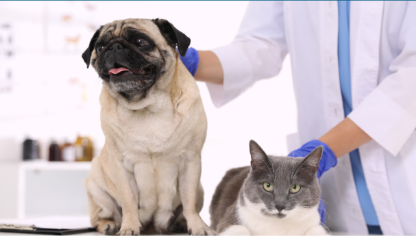 La-Ciudad-impulsa-una-ley-para-identificar-a-perros-y-gatos