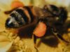 Cuando un macho de abeja se aparea, luego ella le arranca el pene y èl muere
