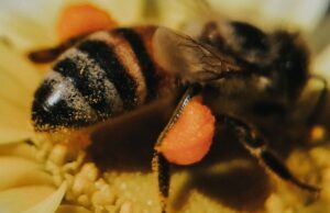 Cuando un macho de abeja se aparea, luego ella le arranca el pene y èl muere