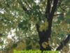 La deforestaciòn no sòlo elimina arboles: tambièn apaga las lluvias