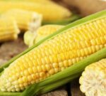El maíz argentino mantiene un fuerte ritmo comercial, mientras el USDA suma 7,2 millones de toneladas a los stocks de EE. UU.